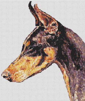 Doberman Pinscher Doberman Pinscher